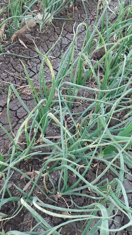 هل دى ندوه او تأثير دواء حشائش جول لان انا رشيت جول مع الفطرى وشكرا